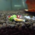 Aquarium Fishes Forage Crystal Shrimp Feeding Feed Natural Algae Fish Food