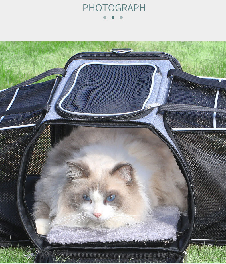 Pet Travel Carrier