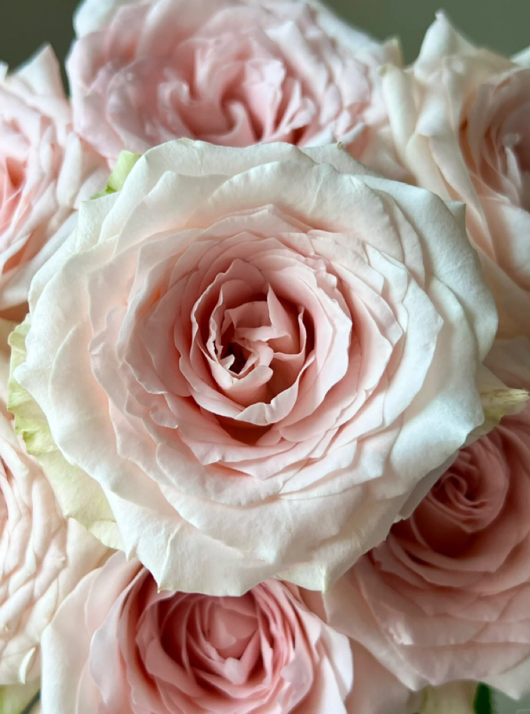 Pisces Rose