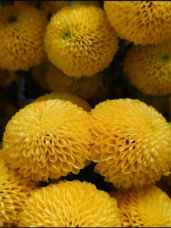 Lemon Yellow Pompon cut flower5