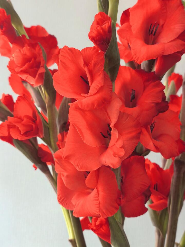 Red Gladiolus