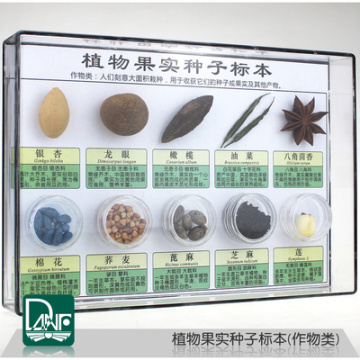 Specimen of plant fruit and seeds Ten kinds of crops Science teaching specimen children gifts