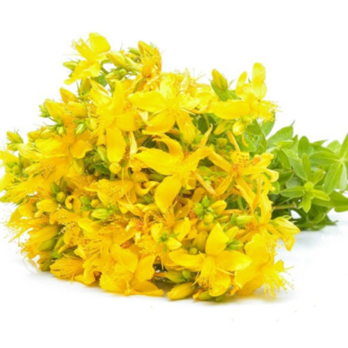 Hot Sale Hypericin0.3% St John's Wort Extract for Sale, Offer Hot Sale Hypericin0.3% St John's Wort Extract