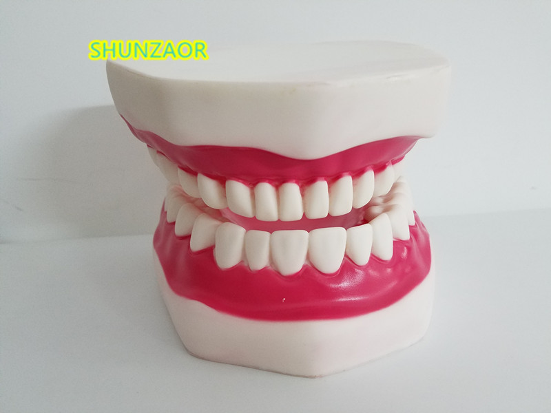6 Times Plastic teeth Model Dental manikin Human Movable Tongue Mouth medical frasaco teeth
