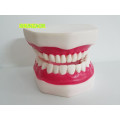 6 Times Plastic teeth Model Dental manikin Human Movable Tongue Mouth medical frasaco teeth