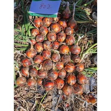 Premium Handpicked Yellow Onion