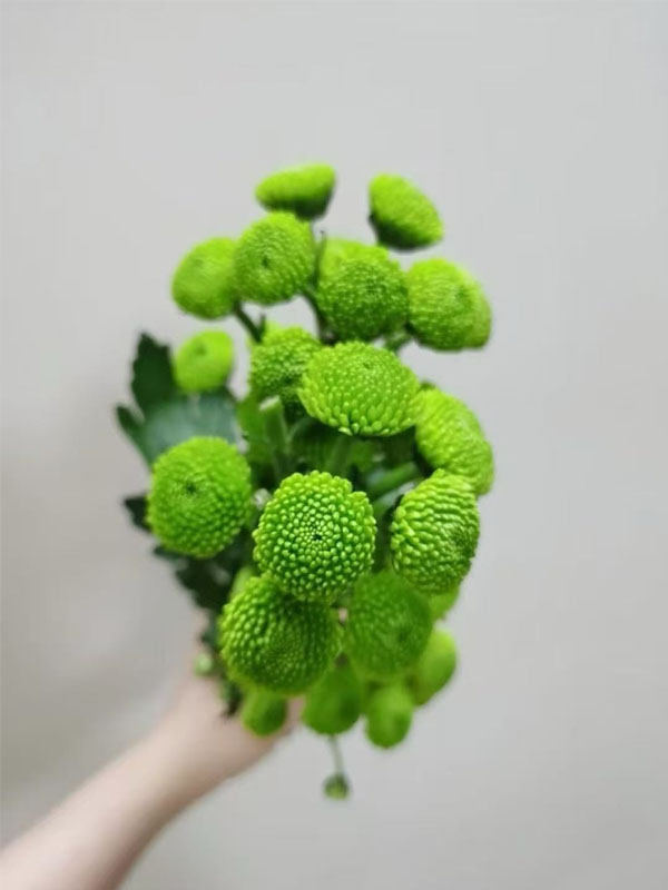 Spray chrysanthemum Green Forest Pompon