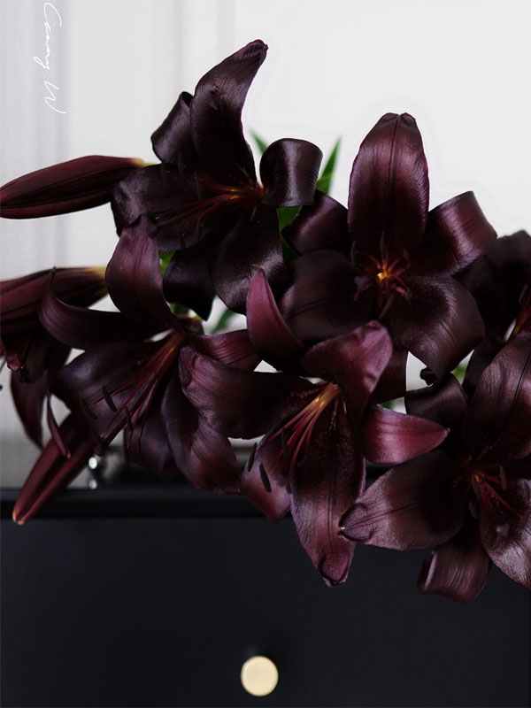 Black Knight Lily1