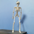 Active Human Model skeleto Anatomy Skeleton Skeleton Model Medical Learning Halloween Party Decoration Skeleton Art Sketch 1 Pcs