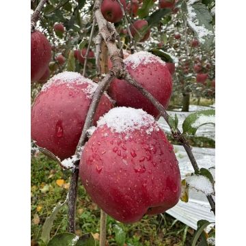 Juicy YNSweet Apples from Xiguo Region Premium Export Grade