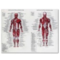 60cm*80cm Muscle System Posters Silk Cloth Anatomy Chart Human Body School Medical Science Educational Supplies Home Decoration