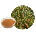 Chinese wolfberry extract powder.