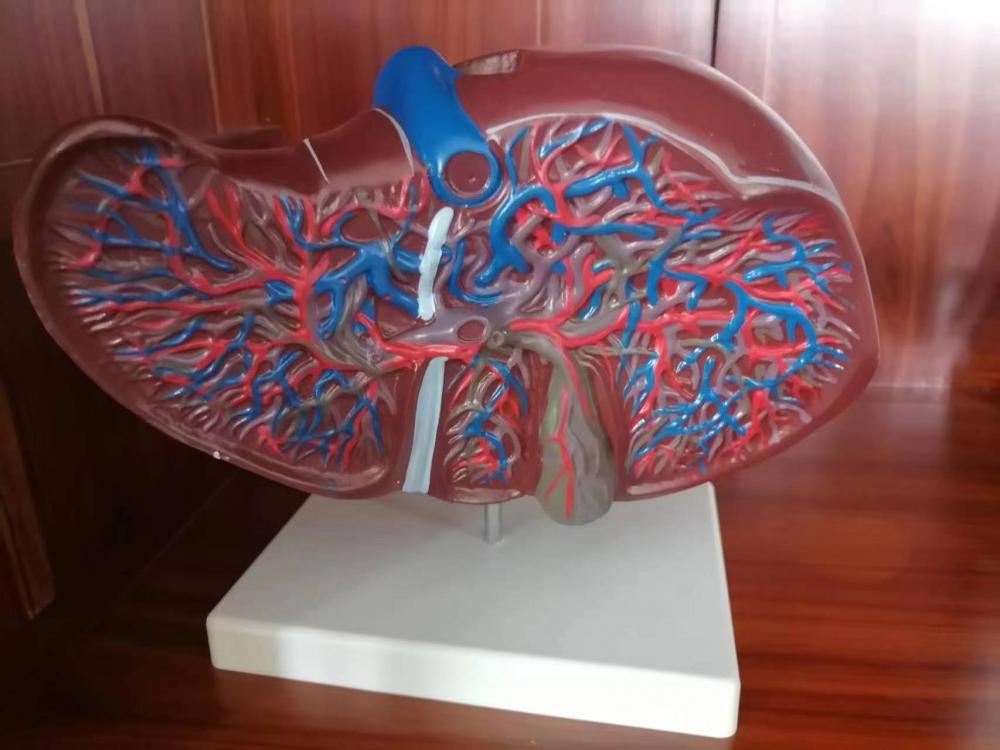 Liver Anatomy Training Model