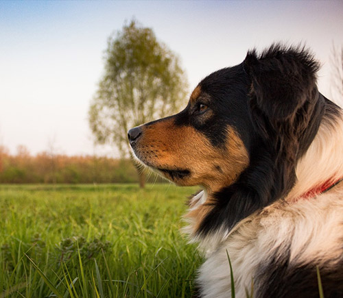 Dogs Often Stare Out the Window in a Daze: What's the Matter?