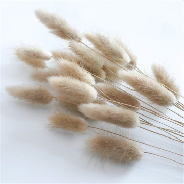 50Pcs/lot Natural Dried Flowers Lagurus Ovatus raw color Rabbit Tail Grass Bunch Real Flower Bouquet for Home Wedding Decoration