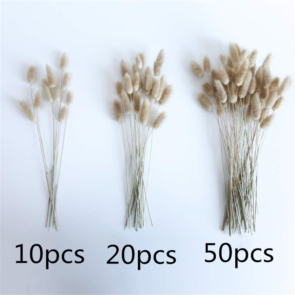 50Pcs/lot Natural Dried Flowers Lagurus Ovatus raw color Rabbit Tail Grass Bunch Real Flower Bouquet for Home Wedding Decoration