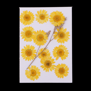 12X Pressed Natural Dried Flower Chrysanthemum For Scrapbooking Card Making