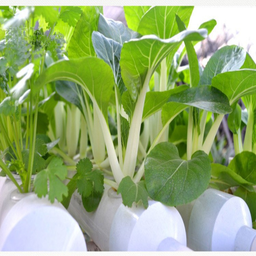 NFT System Skyplant Indoor Greenhouse Hydroponic Shelving Manufacturers and NFT System Skyplant Indoor Greenhouse Hydroponic Shelving Suppliers