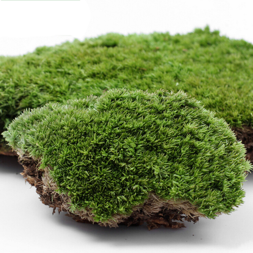 1Pc DIY Miniature Artificial Moss Plant Long Plush Stone Micro Landscaping Home Garden Wedding Decoration Craft Accessories