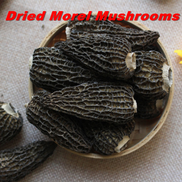 Morchella Morel Mushrooms dried Morels Fresh Top Grade Gourmet