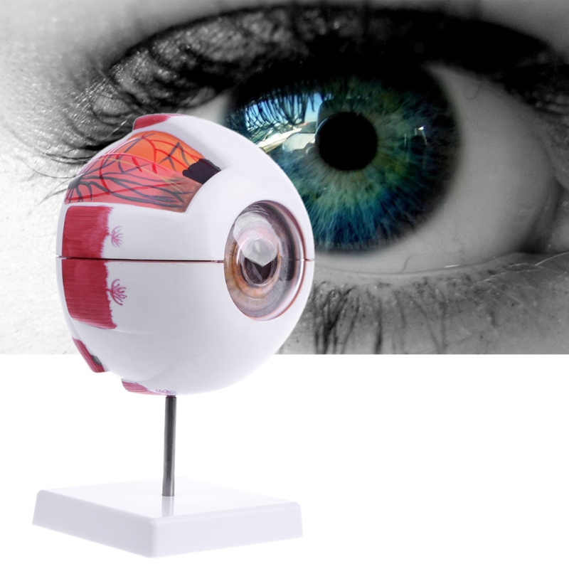 Free shipping Eyeball Model Anatomical Eyeball Model Medical Learning Aid Teaching Instrument Medical Science Teaching Resources