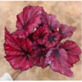 top selling plant begonia 10