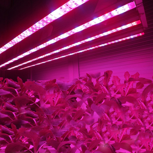 Hydroponic LED Grow Light Strip Manufacturers and Hydroponic LED Grow Light Strip Suppliers