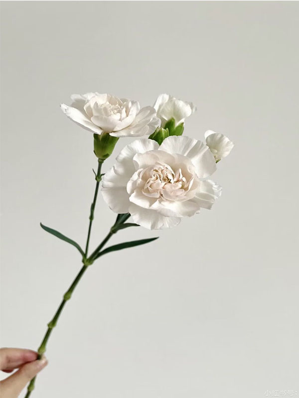 Pink Jasmine spary carnation