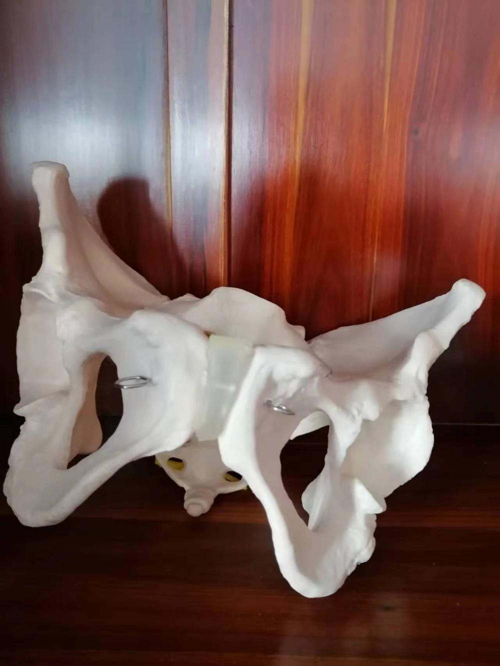 Adult Female Pelvic Structure Model