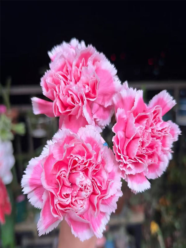 Smile Carnation1