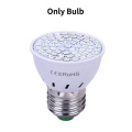 Only Bulb