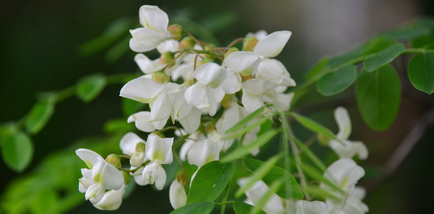 Quercetin-Powder-5
