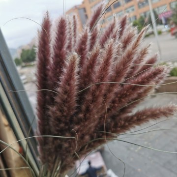 15Pcs Dried Small Pampas Grass Flowers Pantas Artificiales Para Decoracion Real Plants Home Decor Wedding Decoration