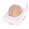 Disassembled Anatomical Human Brain Model Anatomy Medical Teaching Tool
