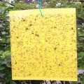 20Pcs Dual-Sided Yellow Sticky Traps for Flying Plant Insect Gardening Tools G8TB