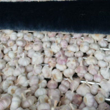 Premium Garlic for Flavor and Nutrition