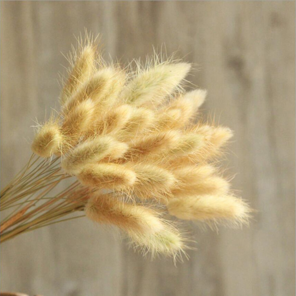 30Pcs/lot Natural Dried Flowers Rabbit Tail Grass Bunch Colorful Lagurus Ovatus Real Flower Bouquet for Home Wedding Decoration