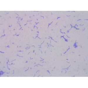 High Quality Lactobacillus Gasseri