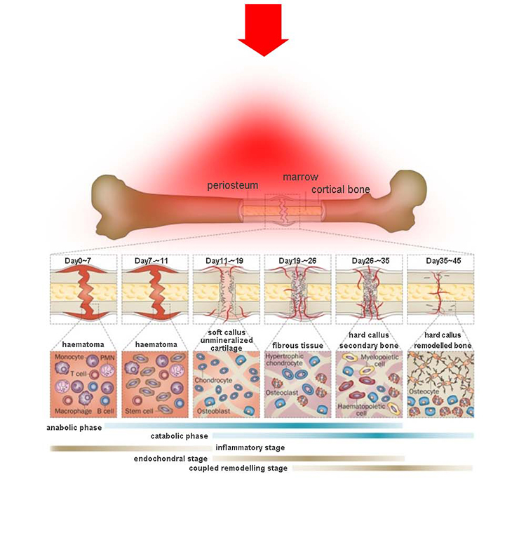 Red Light Therapy Bed Benefits