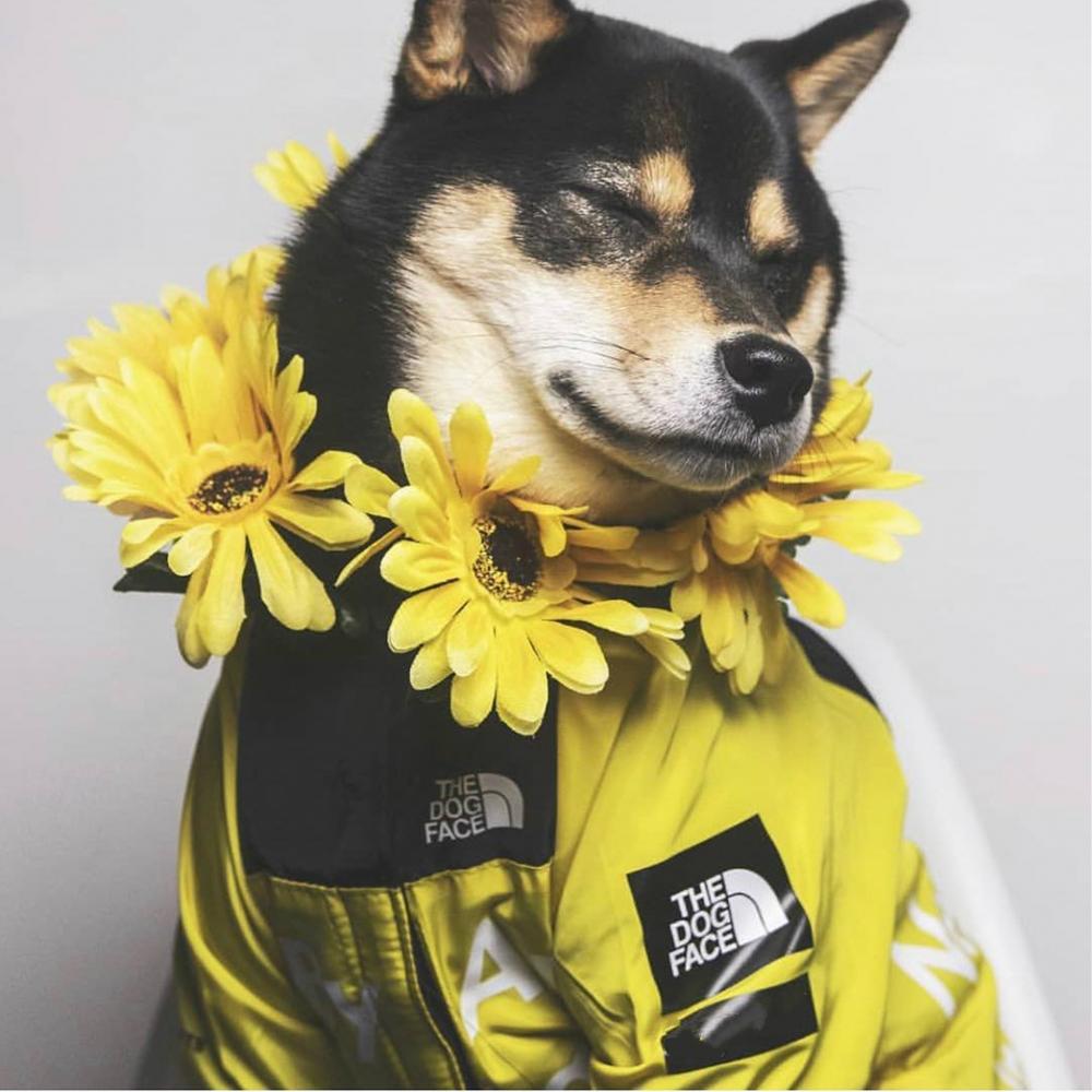 Dog Jacket Petsmart