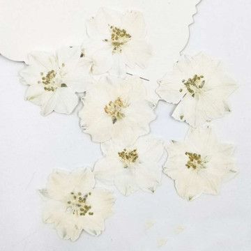 Dye Color Larkspur for christmas flowers decorations press flower dried flower free shipment 120 Pcs