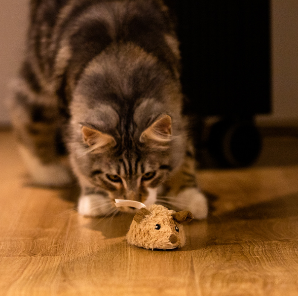 Cat Toy Mouse Png
