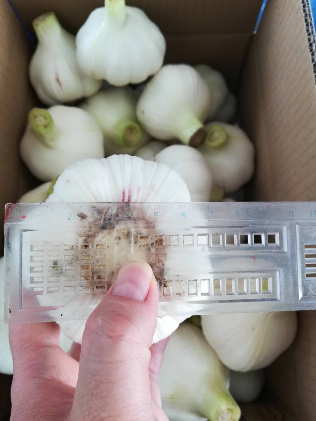 2020 New Garlic 2