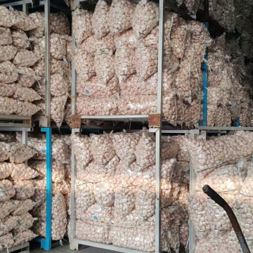 Garlic Bulbs with Natural Flavor and Aroma