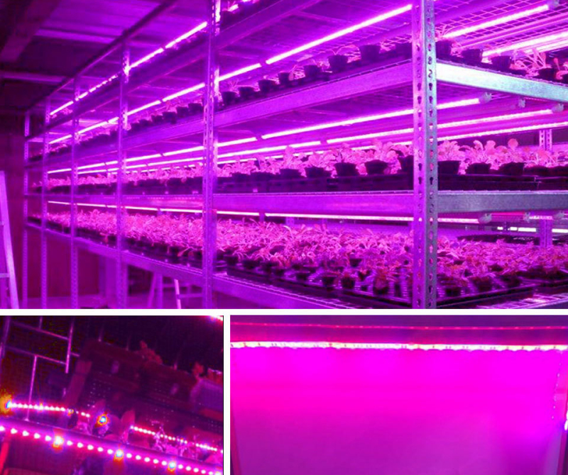 USB LED Plant Grow Light Strip Fitolampy Grow Lights For Indoor Plant Flower Seedling For Hydroponic Greenhouse Seedlings