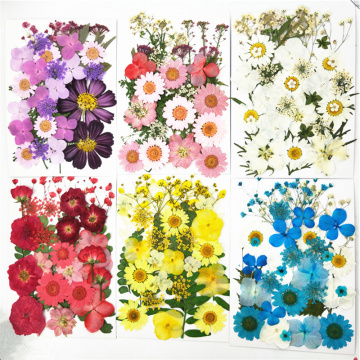 PipiFren Pressed Flowers small Dried Flowers Scrapbooking dry DIY Preserved Flower Decoration Home Mini bloemen flores secas