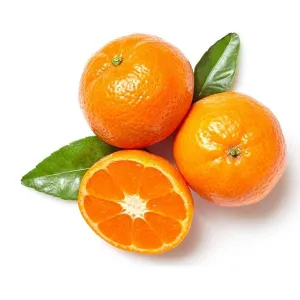 Fresh Mandarin Orange for Daily Consumption