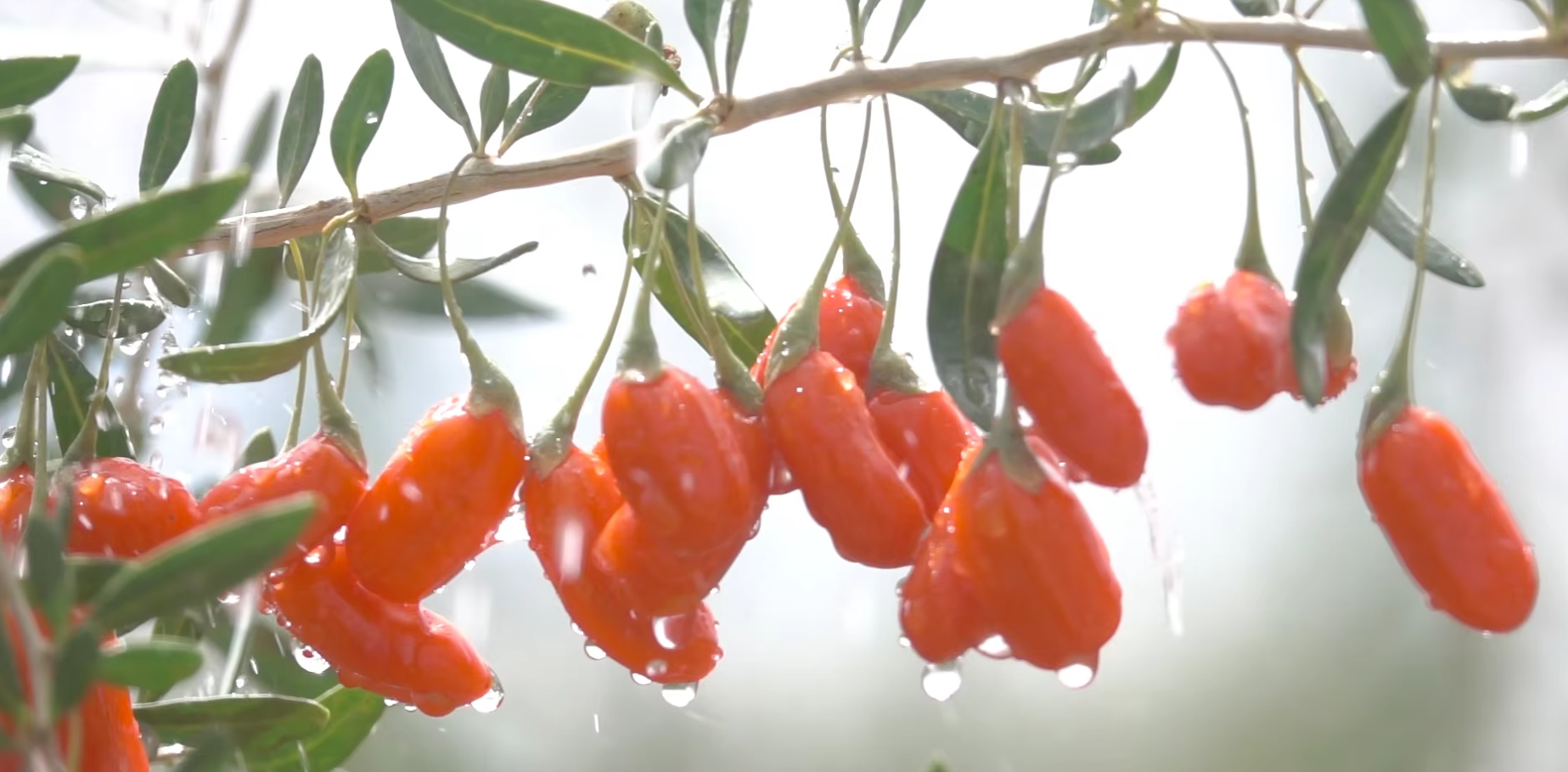 Red  Wolfberries