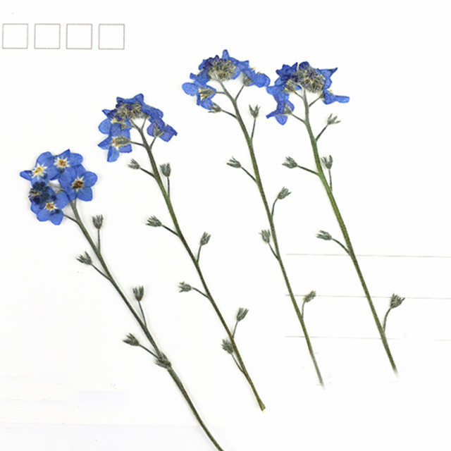 White Color Do Not Forget Me Flower Small Dried Flowers For DIY Bookmark Press Painting free shipment 200pcs