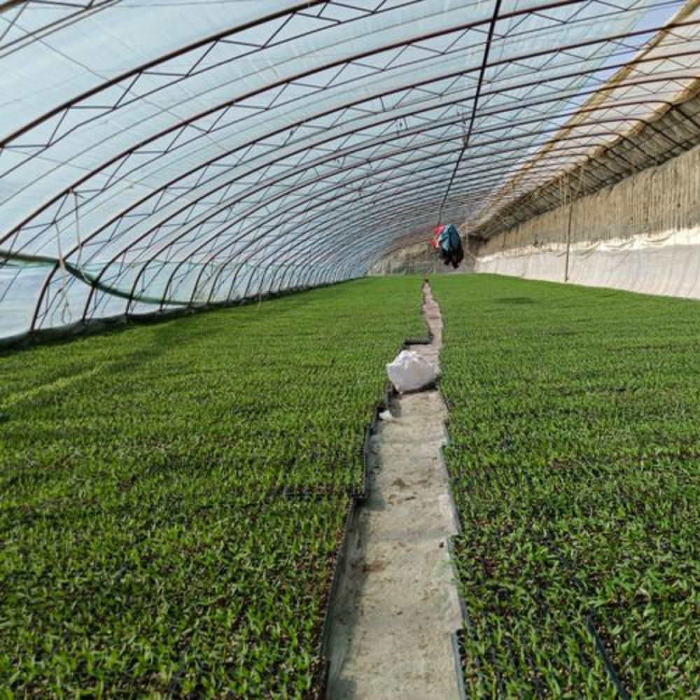 Single Greenhouse for Flower Planting